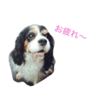 キャバリア トライ（個別スタンプ：6）