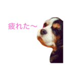 キャバリア トライ（個別スタンプ：7）