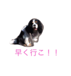 キャバリア トライ（個別スタンプ：8）