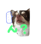 ラブリー犬 サスケ 1（個別スタンプ：1）