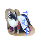 ラブリー犬 サスケ 1（個別スタンプ：3）