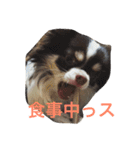 ラブリー犬 サスケ 1（個別スタンプ：4）