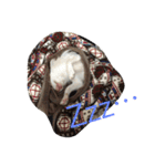 ラブリー犬 サスケ 1（個別スタンプ：5）