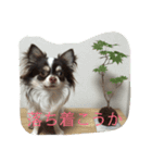 ラブリー犬 サスケ 1（個別スタンプ：6）