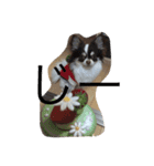 ラブリー犬 サスケ 1（個別スタンプ：7）