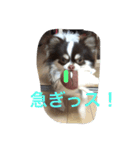 ラブリー犬 サスケ 1（個別スタンプ：8）