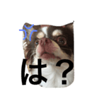 ラブリー犬 サスケ 1（個別スタンプ：10）