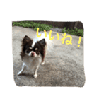ラブリー犬 サスケ 1（個別スタンプ：11）