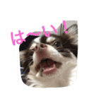 ラブリー犬 サスケ 1（個別スタンプ：14）