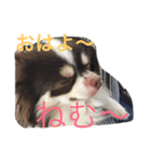 ラブリー犬 サスケ 1（個別スタンプ：15）