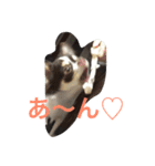 ラブリー犬 サスケ 1（個別スタンプ：16）