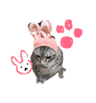 おキクにゃん（個別スタンプ：1）