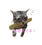 おキクにゃん（個別スタンプ：6）