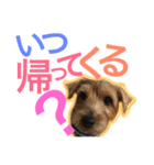 むぎ（ノーフォークテリア）第2弾（個別スタンプ：1）