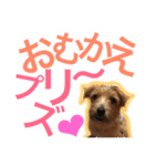 むぎ（ノーフォークテリア）第2弾（個別スタンプ：2）