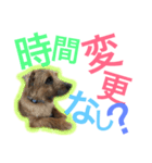 むぎ（ノーフォークテリア）第2弾（個別スタンプ：5）
