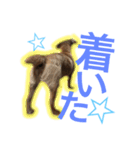 むぎ（ノーフォークテリア）第2弾（個別スタンプ：6）