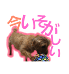 むぎ（ノーフォークテリア）第2弾（個別スタンプ：7）