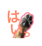 むぎ（ノーフォークテリア）第2弾（個別スタンプ：8）