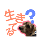 むぎ（ノーフォークテリア）第2弾（個別スタンプ：9）