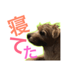むぎ（ノーフォークテリア）第2弾（個別スタンプ：12）