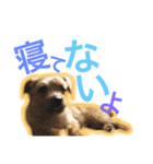 むぎ（ノーフォークテリア）第2弾（個別スタンプ：13）
