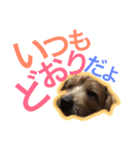 むぎ（ノーフォークテリア）第2弾（個別スタンプ：15）