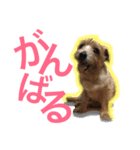 むぎ（ノーフォークテリア）第2弾（個別スタンプ：16）