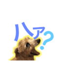 むぎ（ノーフォークテリア）第2弾（個別スタンプ：20）