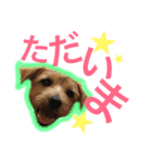 むぎ（ノーフォークテリア）第2弾（個別スタンプ：21）