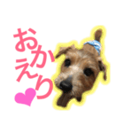むぎ（ノーフォークテリア）第2弾（個別スタンプ：22）