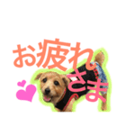 むぎ（ノーフォークテリア）第2弾（個別スタンプ：23）