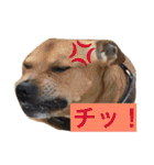 レオ＆弁慶＆我来也（個別スタンプ：3）