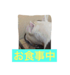 レオ＆弁慶＆我来也（個別スタンプ：7）