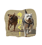 レオ＆弁慶＆我来也（個別スタンプ：19）