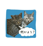 ポコマリ（個別スタンプ：7）