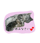 ポコマリ（個別スタンプ：14）