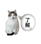 リリロン（個別スタンプ：1）