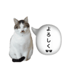 リリロン（個別スタンプ：2）
