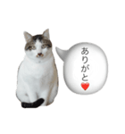 リリロン（個別スタンプ：3）