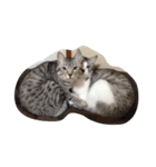 仲良し猫のただの日常（個別スタンプ：1）