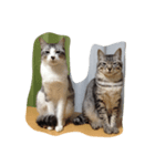 仲良し猫のただの日常（個別スタンプ：2）