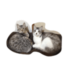 仲良し猫のただの日常（個別スタンプ：3）