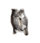 仲良し猫のただの日常（個別スタンプ：4）