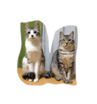 仲良し猫のただの日常（個別スタンプ：5）