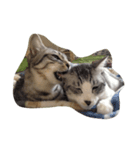 仲良し猫のただの日常（個別スタンプ：7）