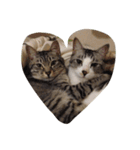 仲良し猫のただの日常（個別スタンプ：8）