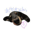 さすけの日常（個別スタンプ：1）