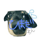 さすけの日常（個別スタンプ：4）