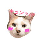 ちゃしろねるスタンプ♡（個別スタンプ：1）
